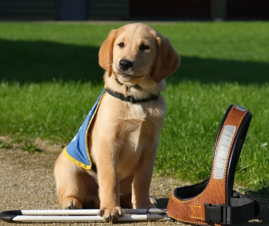 un chiot avec un body élève chien guide est assis une pate sur un harnais de guidage.
