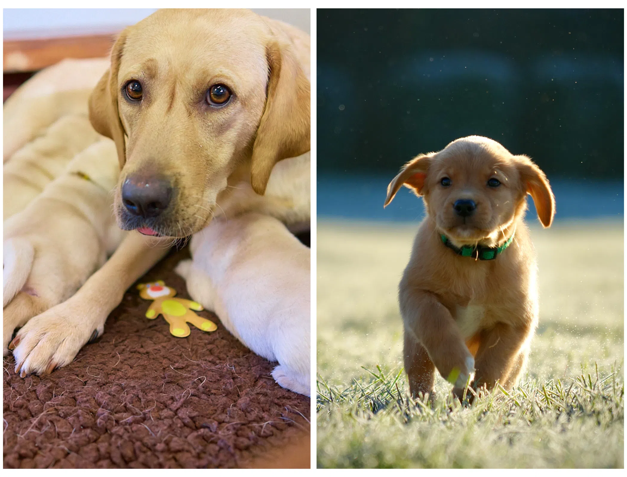 deux photos l'une à côté de l'autre. La première une maman avec ses chiots et la deuxième un chiot qui court les oreilles au vent.