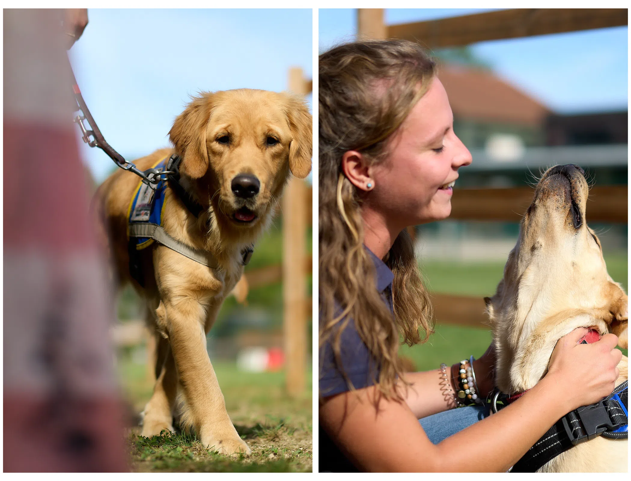 Deux photos l'une à côté de l'autre. La première un golden évite un plot et la deuxième une éducatrice félicite son chien.