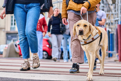 Un chien guide traverse un passage piéton, guidant sa maîtresse avec son harnais.