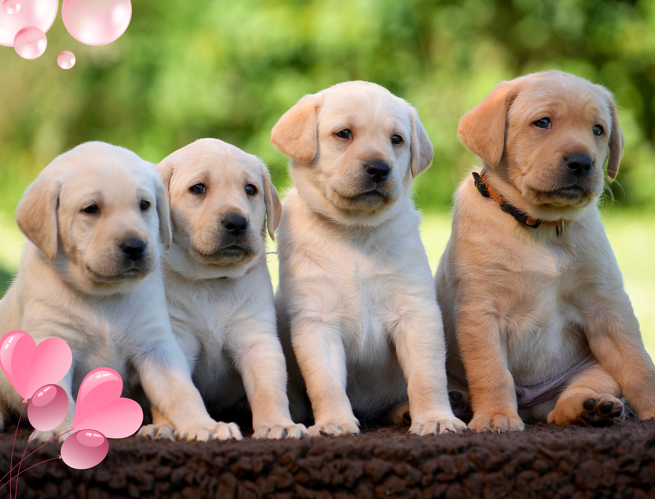 Photo de quatre petits chiots assis les uns à côtés des autres