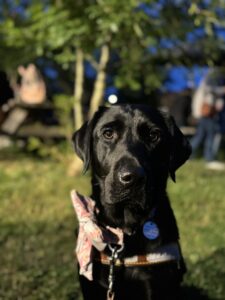 Gros plan de Tara, labrador de couleur noir avec un nœud papillon accroché a son collier , a gauche