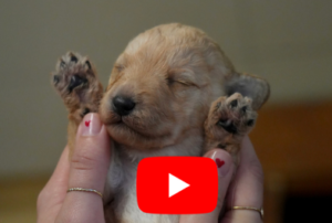 Photo d'un tout petit chio dans les mains d'une animalière. La photo est cliquable et emene vers la video YouTube qui explique les étapes de l'éveil du chiot