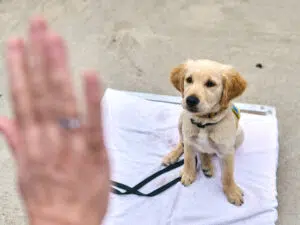 Photo d’un chiot assis sur une serviette. Au premier plan, on voit la main de sa famille d’accueil qui lui fait le geste de rester.