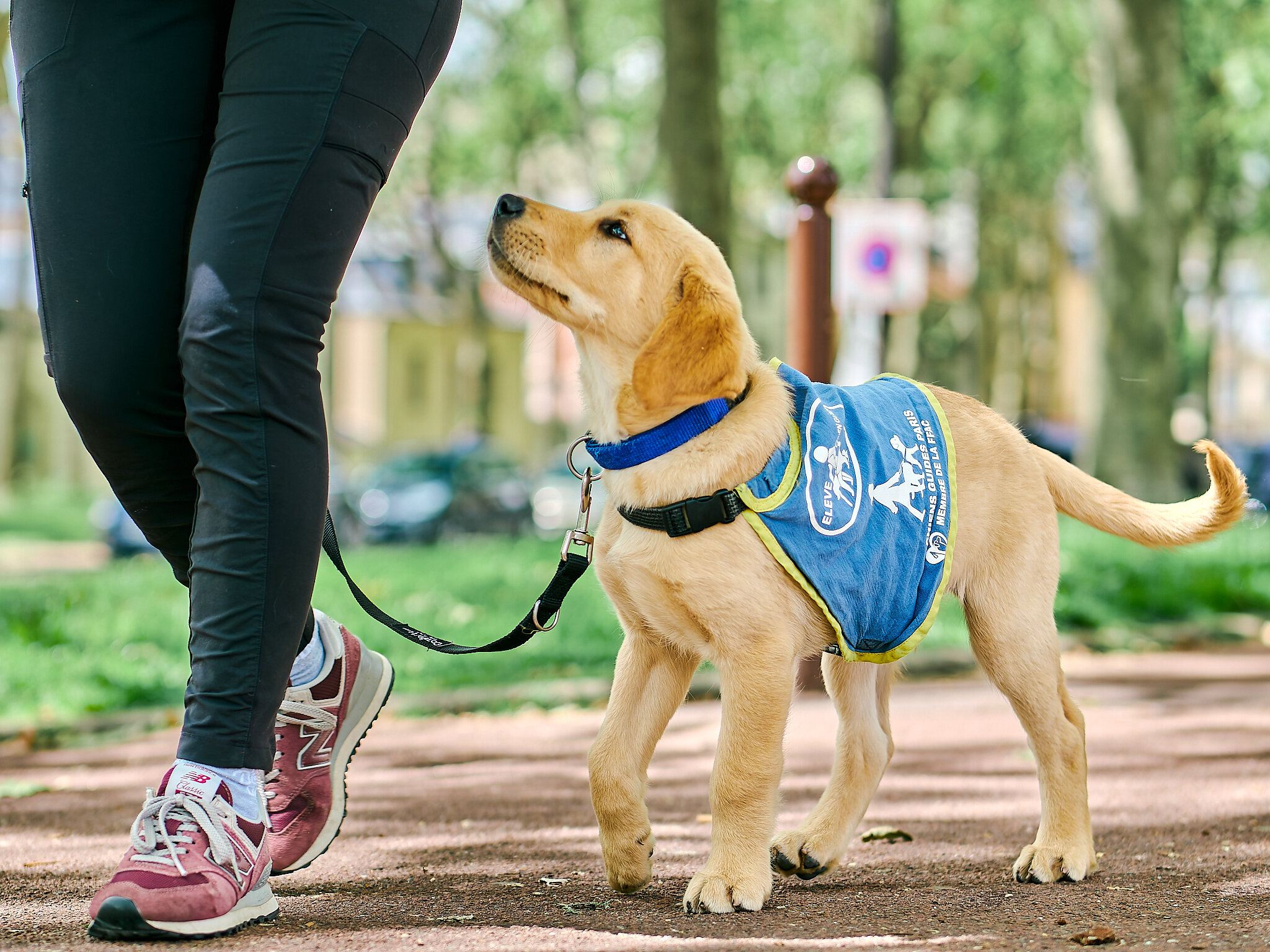 Un chiot labrador sable marche au pied de son éducatrice. Il porte un gilet élève chien guide. 