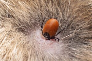 Photo d'un Tique implanté dans la peau d'un chien