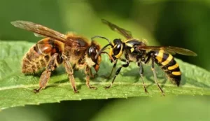Photo de guêpes et abeilles posé sur une feuille