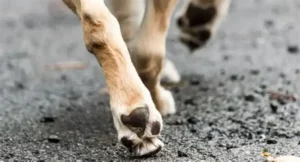 Photo des pattes d'un chien marchant sur du bitume.