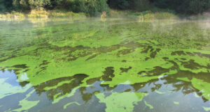 Photo d'un lac recouvert d'algues vertes à la surface, appelées cyanobactéries.
