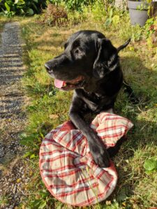 Photo d'un chien guide retraité labrador noir, pris en photo en extérieur