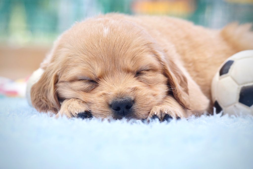 Gros plan d'un chiot, golden retriever sable, qui dort