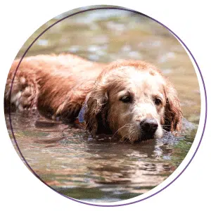 Chien dans l'eau