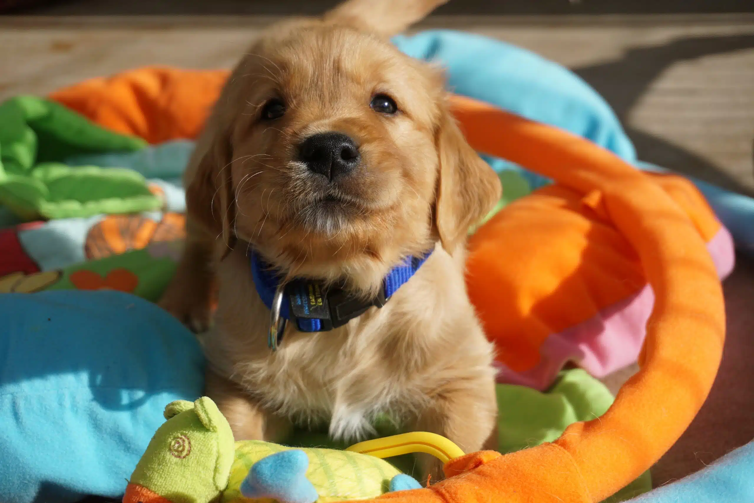 Un chiot golden est allongé et regarde l'air heureux l'objectif 