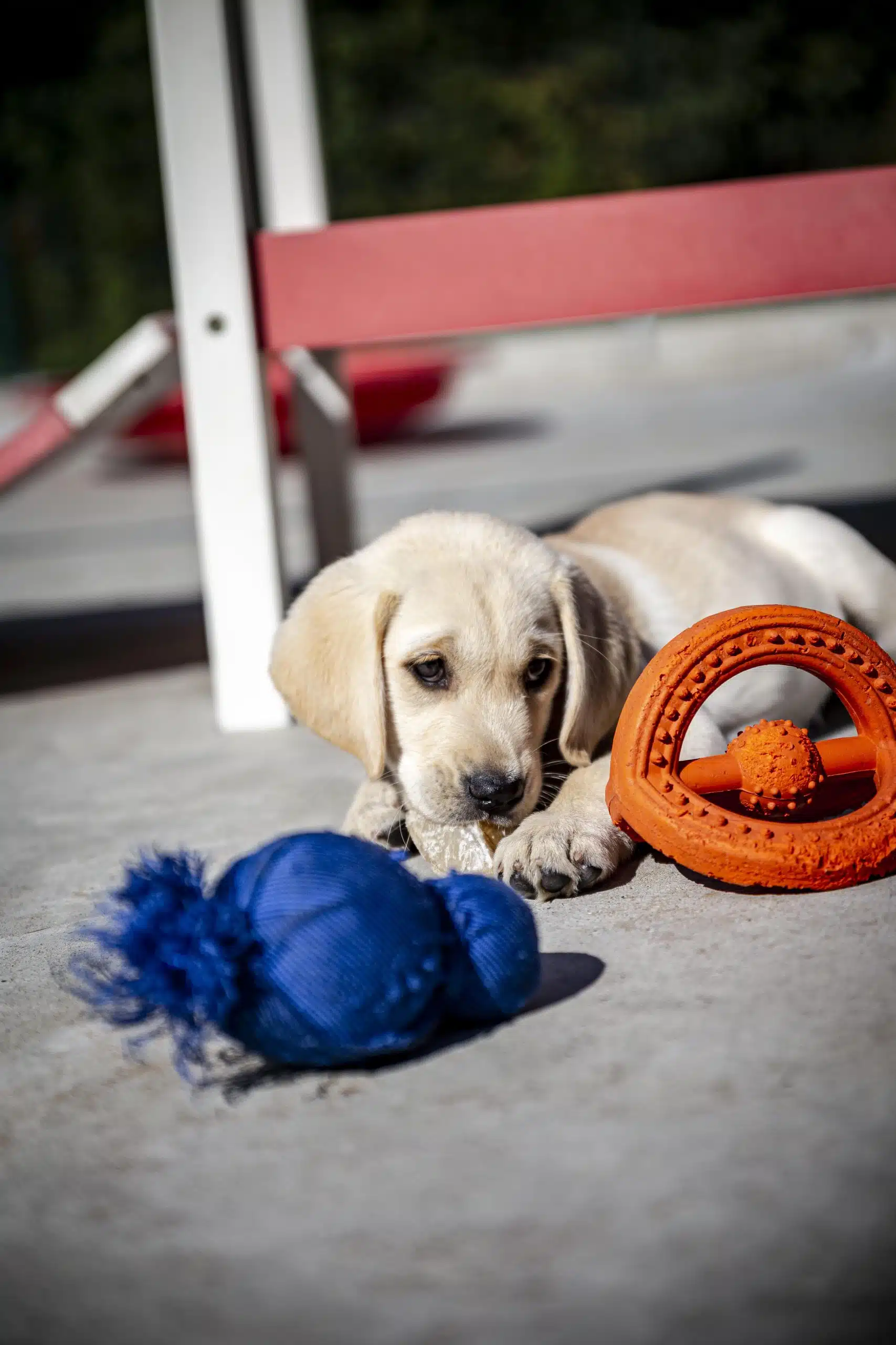 Chiot allongé devant des jouets