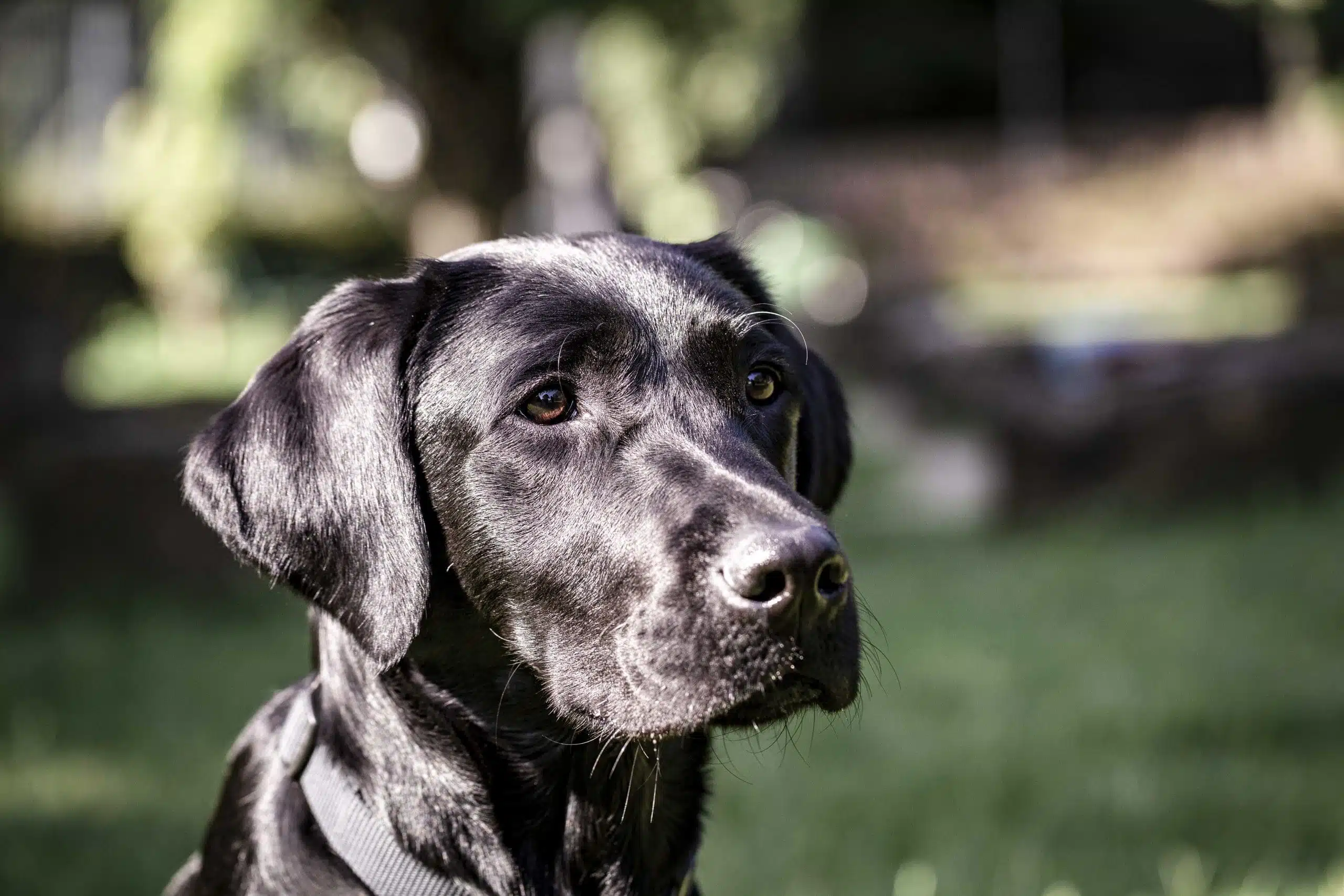 Chien guide qui regarde au loin