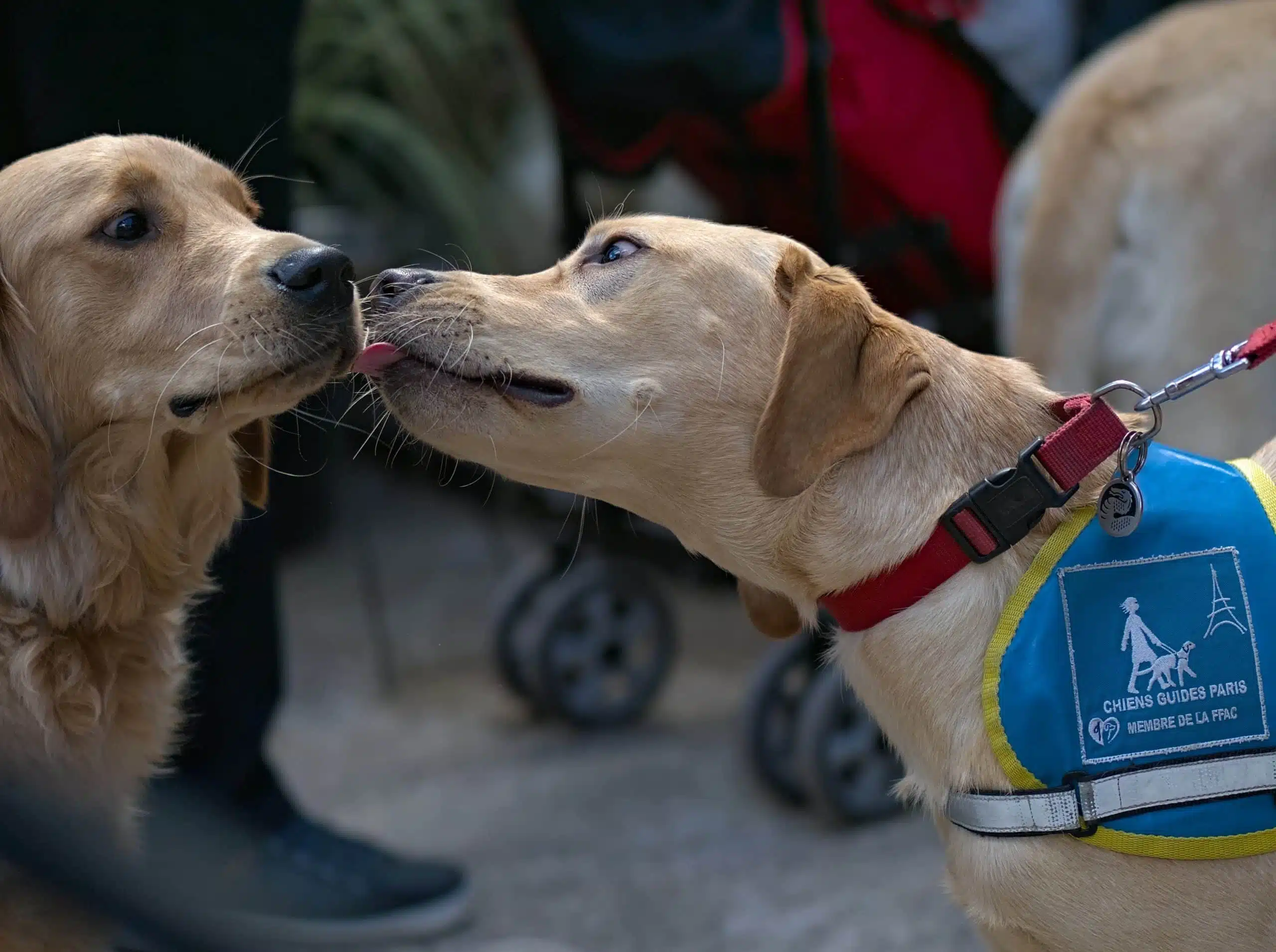 Labrador chien guide léchant un autre chien  