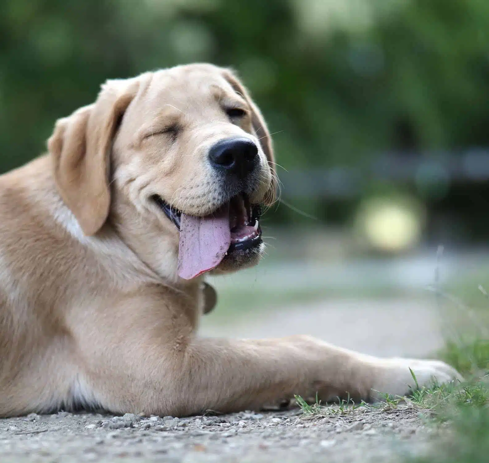 Labrador souriant vers l'objectif