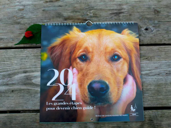 Photo du calendrier. Sur la couverture il y a un golden roux qui pose sa tête entre les mains d'une personne. Il est inscrit "2024, les grandes étapes pour devenir chien guide ! "