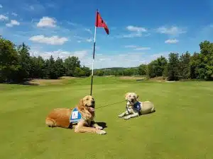 Deux chiens ambassadeurs de l'École de Chiens Guides de Paris sont allongés sur un green de golf.