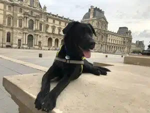 Rusty est un labrador noir. Il est allongée devant le Louvre à paris. Il porte sont body élève chien guide.