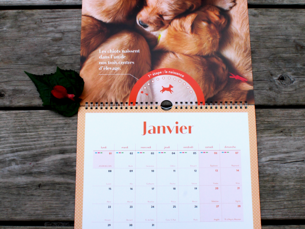 Calendrier ouvert au mois de janvier. La photo du mois représente une portée de chiot prise du dessus. Ils sont tous les uns sur les autres. Il y a un curseur placer sur 1er étape la naissance. La légende à côté dit : Les chiots naissent dans l'un de nos trois centres d'élevages.