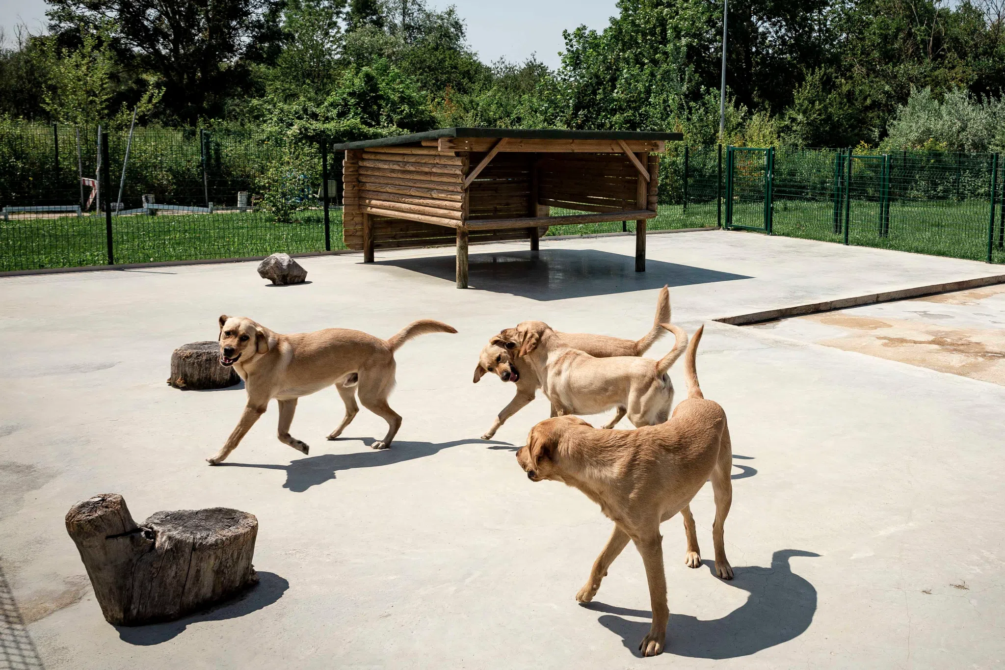 Des labradors sables jouent