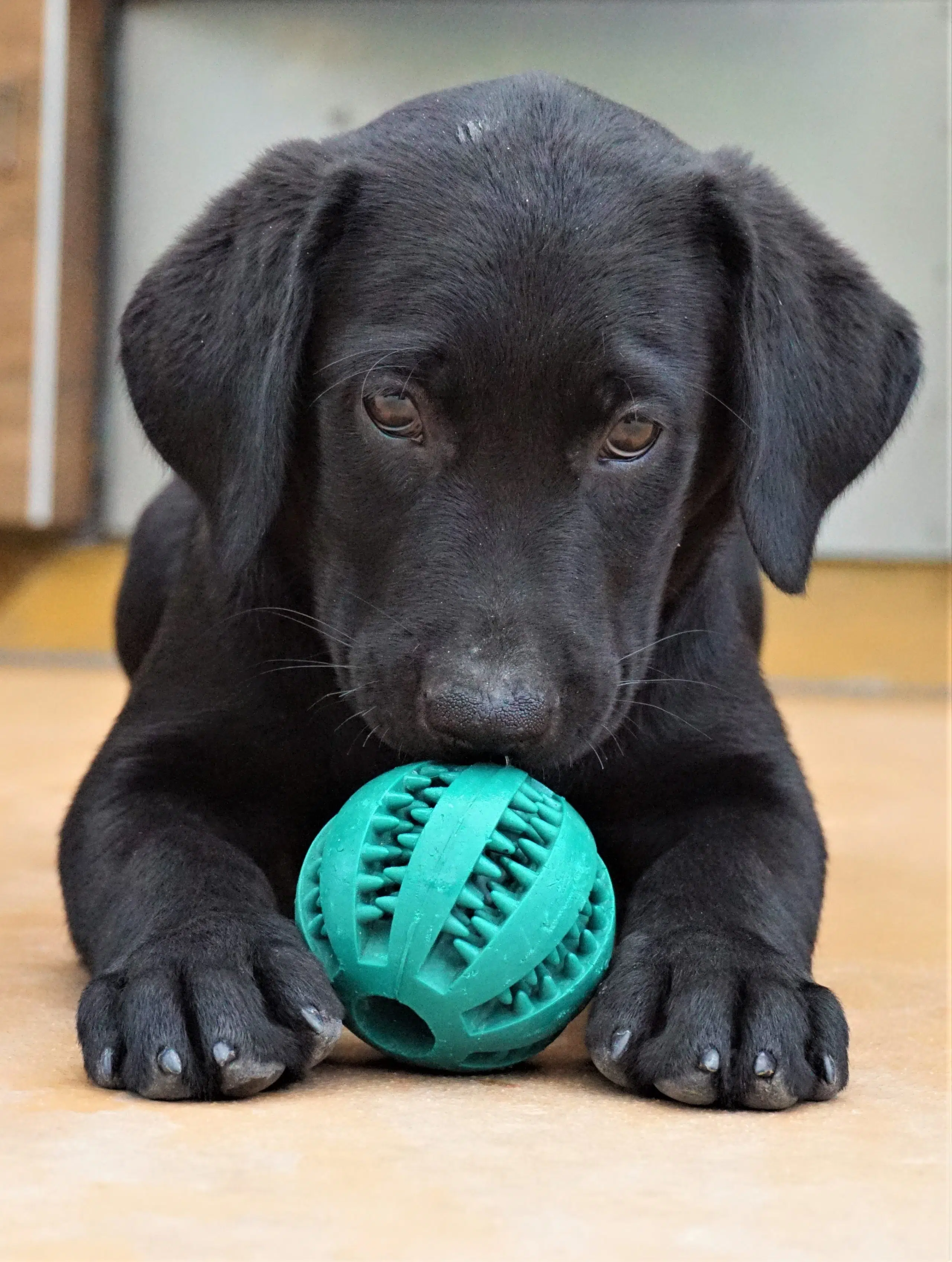 Un chiot noir joue avec une balle bleue