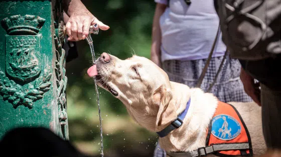 Un chien guide labrador sable est en détente au bois de Vincennes et boit à une fontaine.