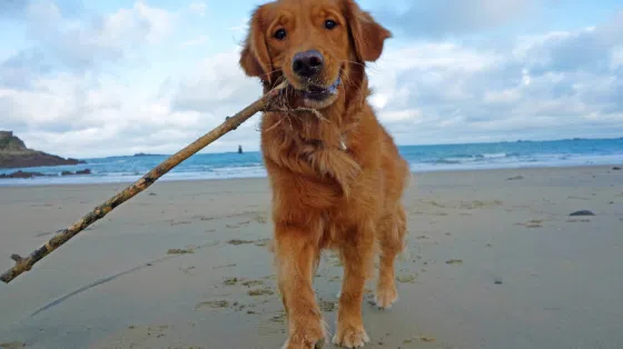 Pilou, golden roux et chien réformé joue à la plage avec un bâton dans la gueule. 