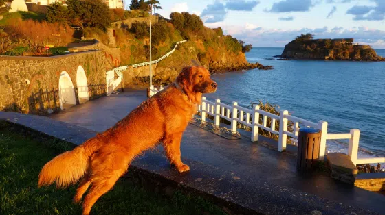 Pilou, regarde le couché de soleil 