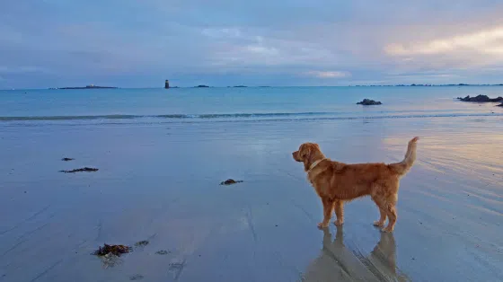 C'est marré basse, Pilou regarde le large