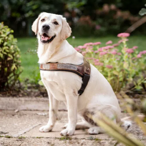 Poé, labrador croisée golden blanche est assise avec son harnais dans l'école