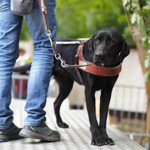 Un labrador noir au harnais réalise un exercice avec son éducateur.