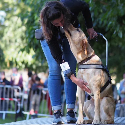 Un labrador au harnais profite de la caresse de son éducatrice pour lui faire un bisou sur la joue