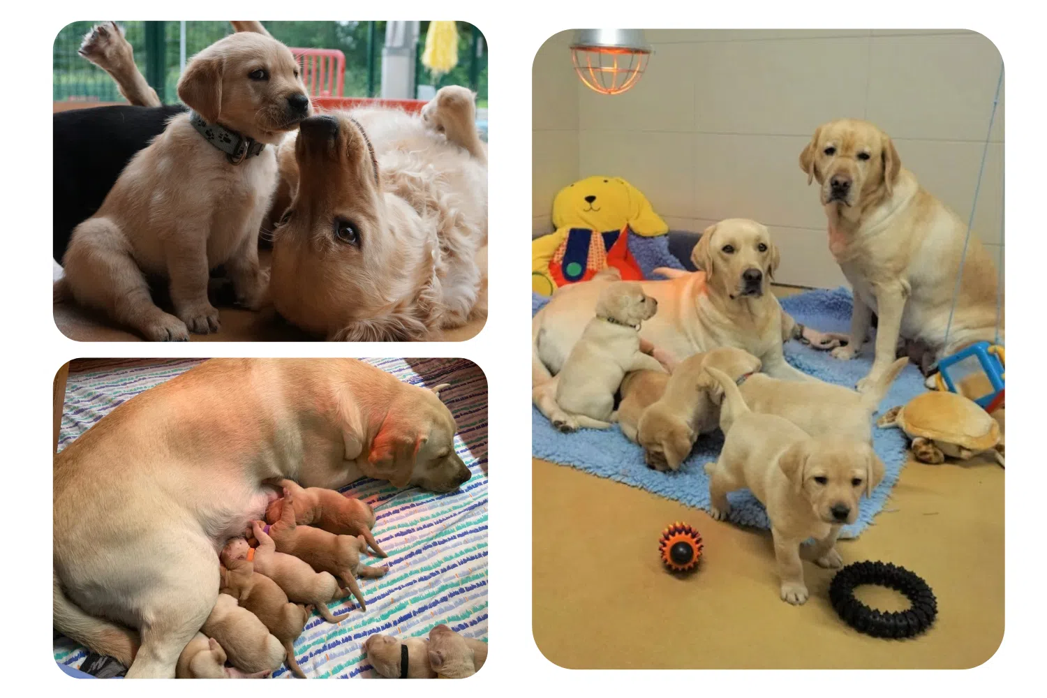 3 photos de mamans chiens guides et leurs petits