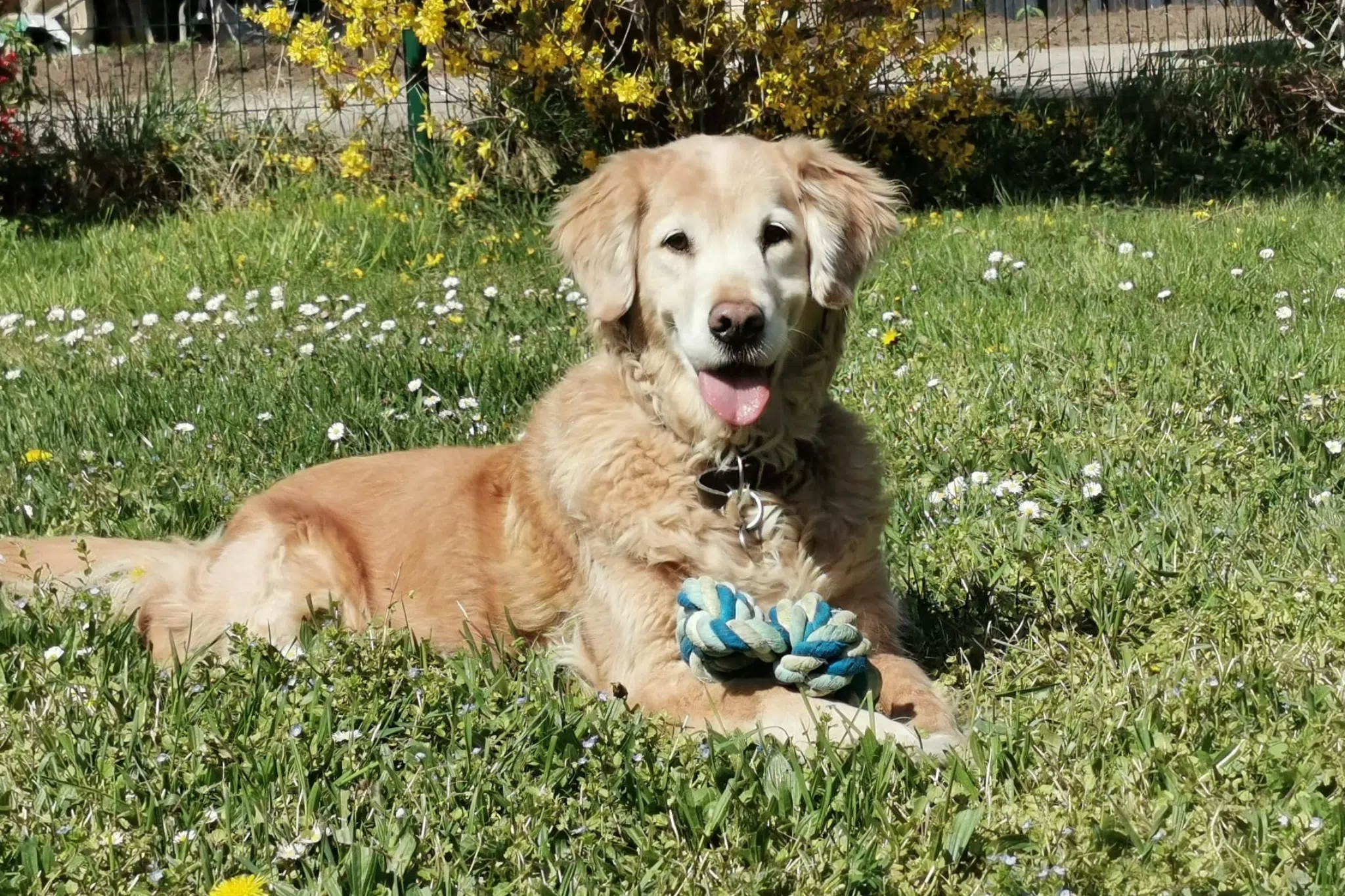 Hola, chien guide retraité est allongée dans l'herbe, un jouet entre ses pattes