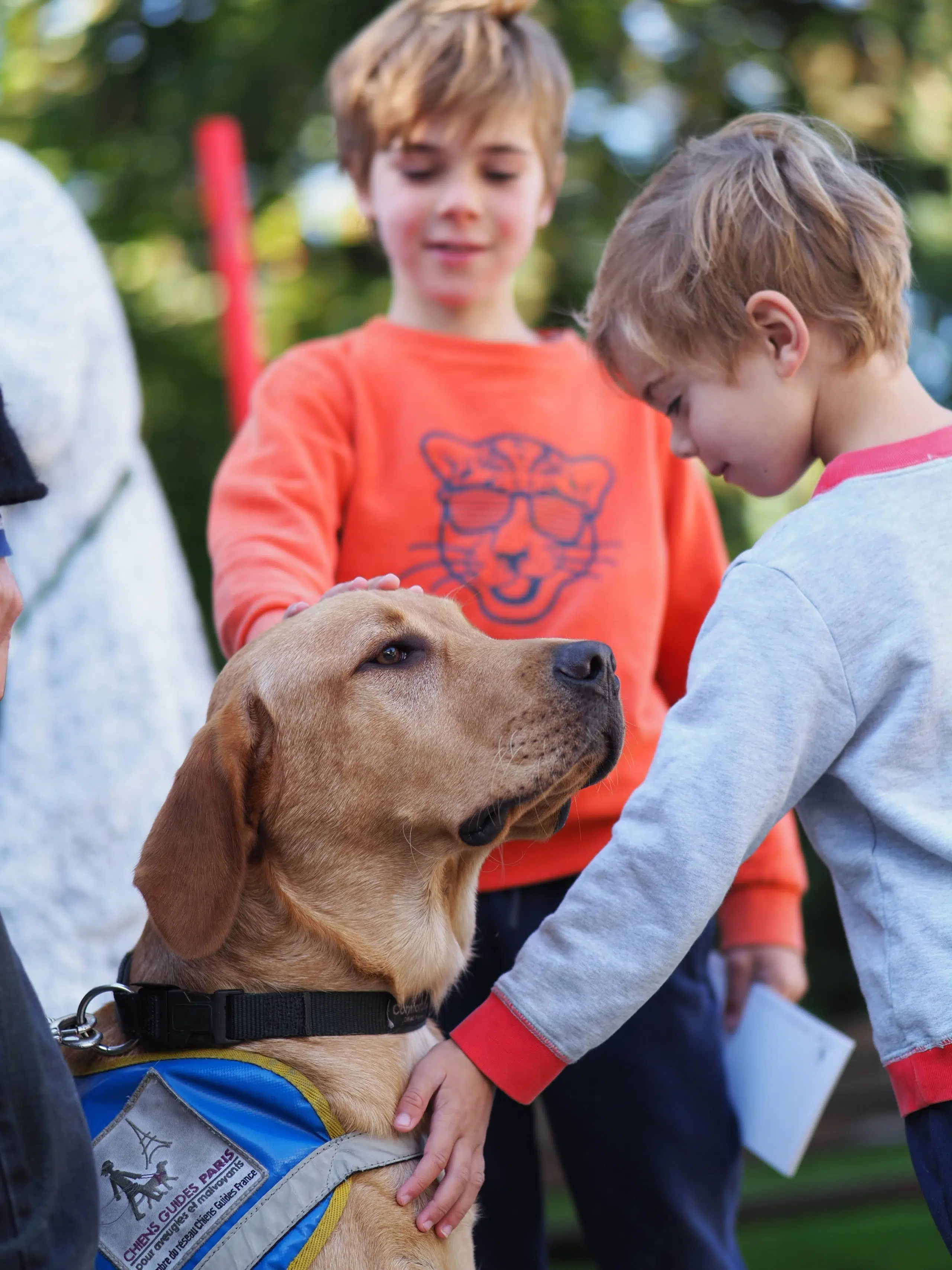 un labrador sable est assis avec son gilet, deux enfants le caressent