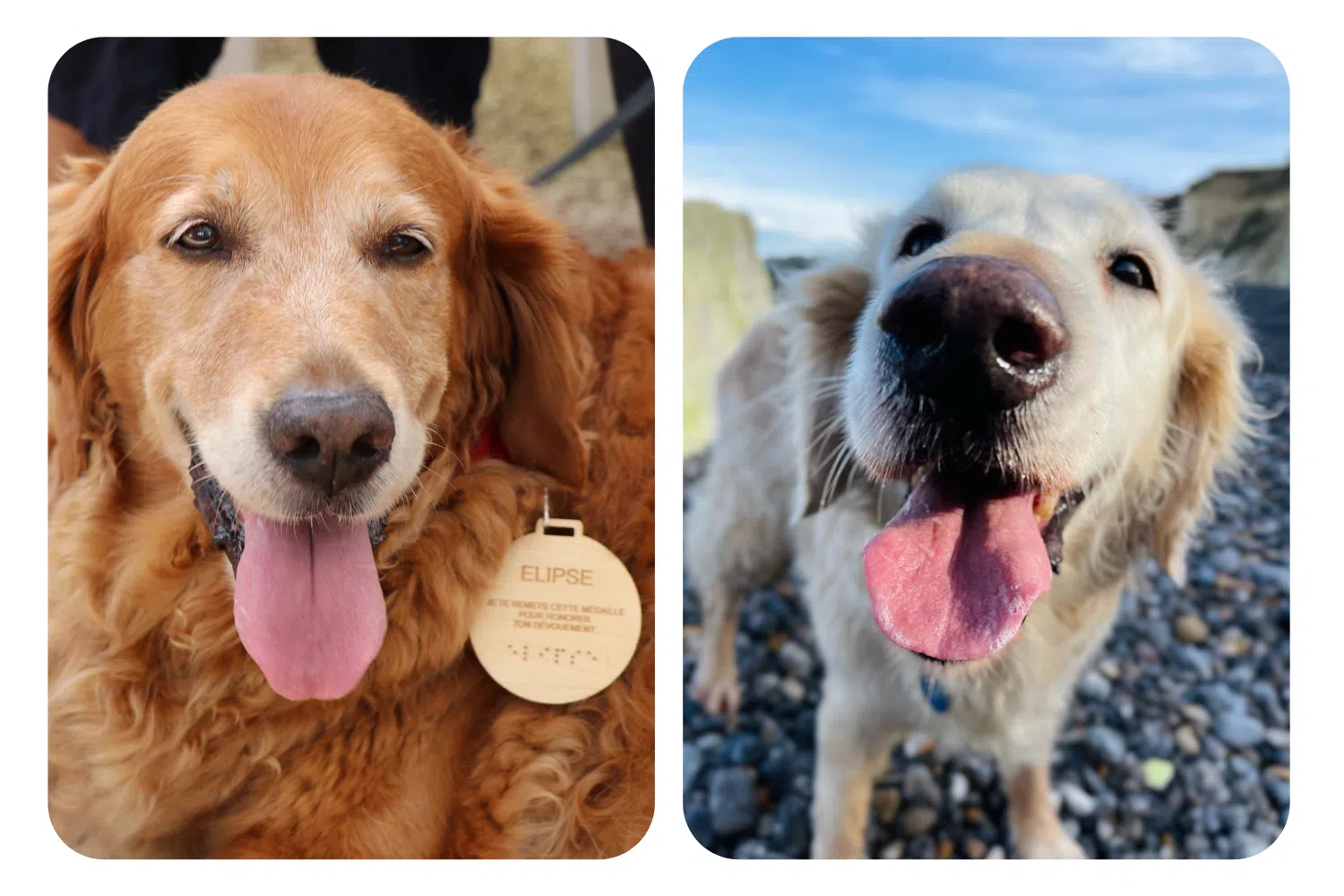 À gauche de l'image on peut voir une photo d'Elipse, golden roux, avec sa médaille de chien guide retraité et à droite Gennie, golden blanche retraitée sur une plage de galets 