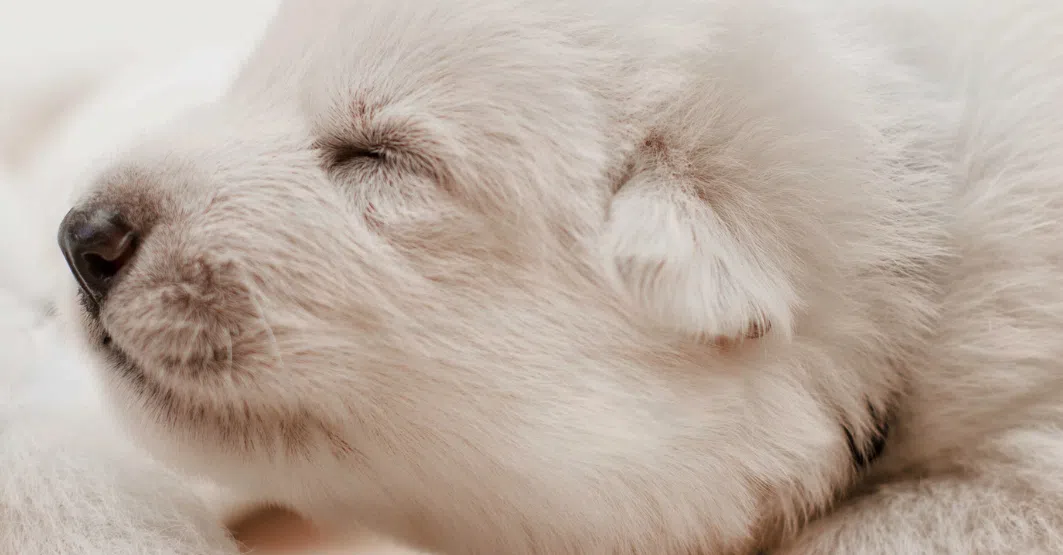 Gros plan sur un chiot blanc âgé de quelques semaines.