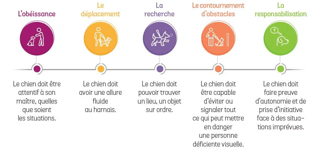 Les 5 étapes de l'éducation d'un chien guide. 1er étape : l'obéissance, 2e étape : Le déplacement, 3e étape : La recherche, 4e étape : Le contournement d'obstacles, 5e étapes : la responsabilisation