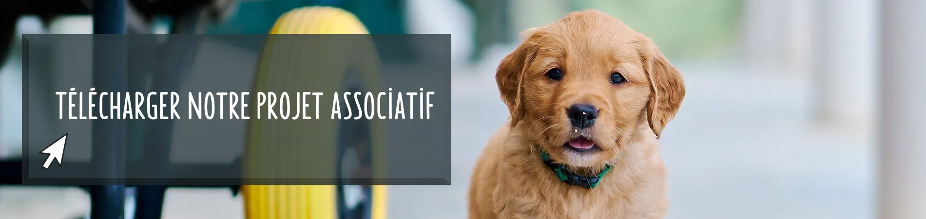 Image d'un chiot cliquable pour télécharger le projet associatif