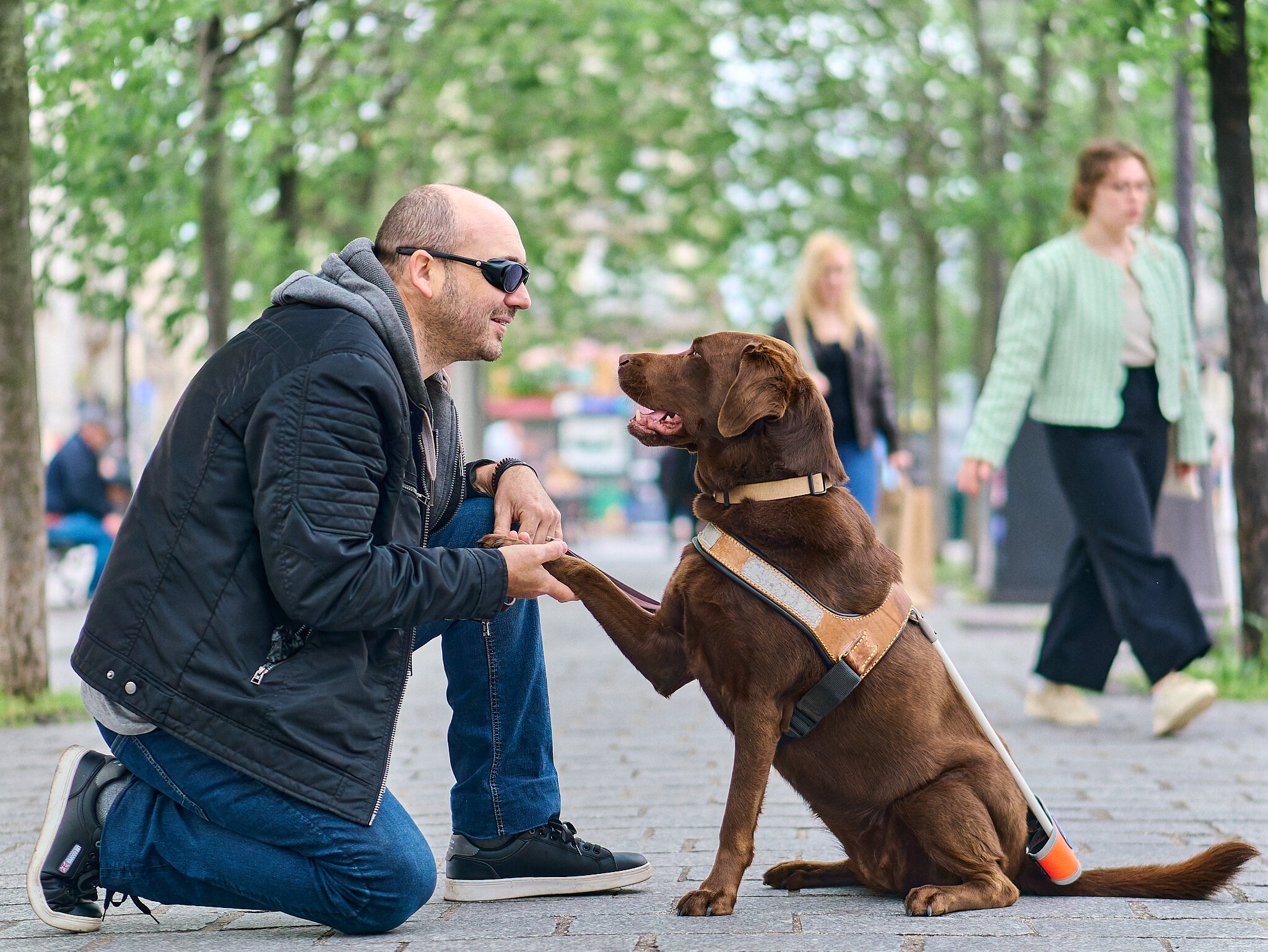 Photo de Yannick Aggrupie tenant dans sa main la patte de son chien Orlane, un labrador marron. Orlane porte son harnais de travail sur le dos.