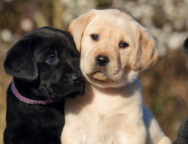 deux chiots, Biams , labrador noir et Billy, labrador sable posent