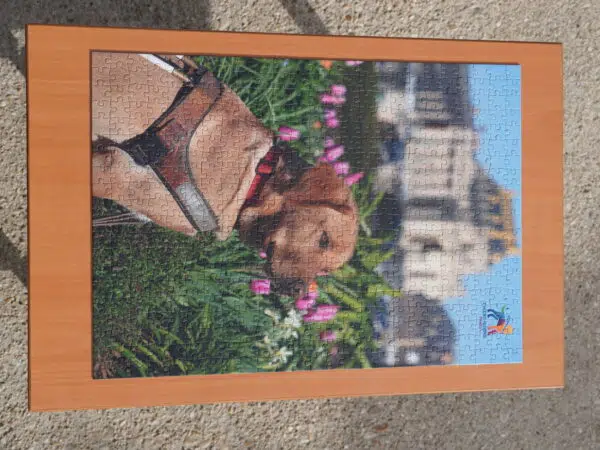 Photo du puzzle de l’École de Chiens Guides avec la boîte installée à côté. Le puzzle représente Up, un labrador de couleur sable portant son harnais.