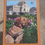 Photo du puzzle de l’École de Chiens Guides avec la boîte installée à côté. Le puzzle représente Up, un labrador de couleur sable portant son harnais.