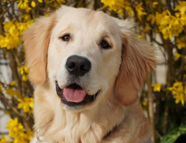Photo d'Astérix, un beau golden qui pose devant des fleurs de printemps.