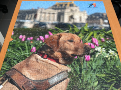 Up labrador de couleur sable, fier avec son harnais, posant non loin du château de Versailles.