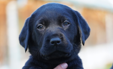 Uba chiot regarde fixement l'objectif