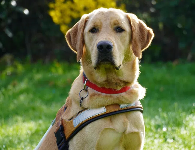 Atchi, labrador sable, pose avec son harnais.
