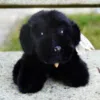 Peluche noir style fluffly , assise sur un banc